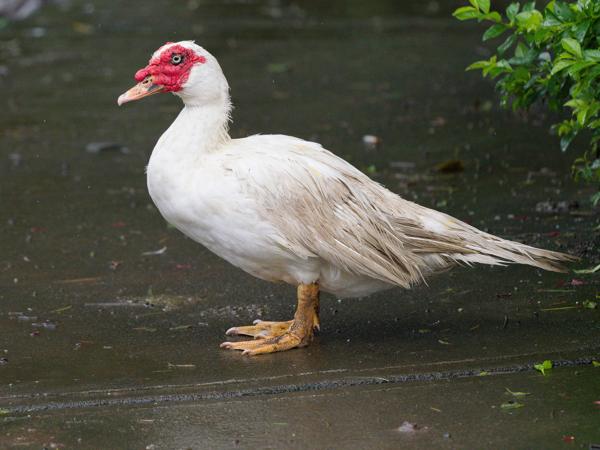 <h3><a href="/trips/costa-rica/biota/animalia/chordata/aves/007 anseriformes/003 anatidae/cairina moschata/cairina moschata-nl.html">Cairina&nbsp;moschata</a> / Muscovy&nbsp;duck / Muskuseend</h3>OM-1 Mark II met OLYMPUS M.150-400mm F4.5, 1/2000 sec  bij F5.0, ISO 3200, afstand 9.46&nbsp;m